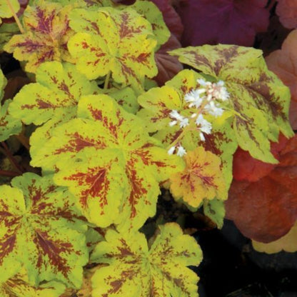 Heucherella Yellowstone Falls