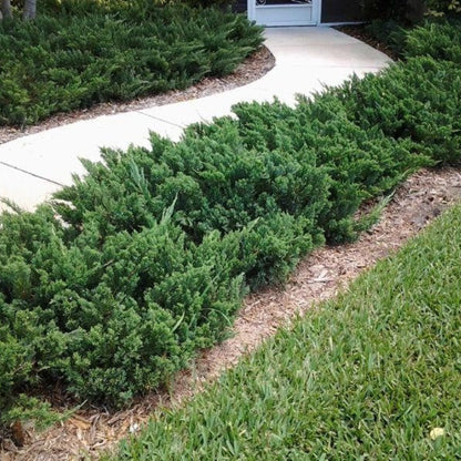 Green Sargent Juniper