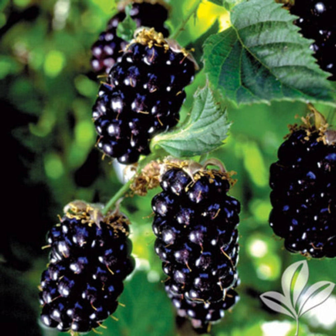 Ponca Thornless Blackberry plant in nursery pot with young green foliage