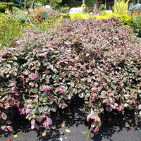 Daruma Loropetalum