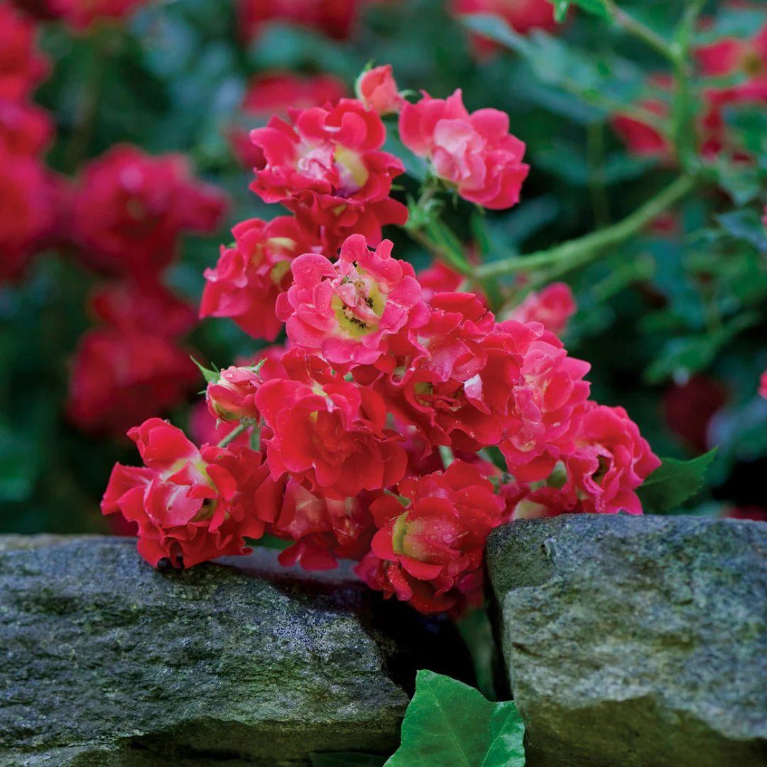 Blooming Red Drift Groundcover Rose Close-Up