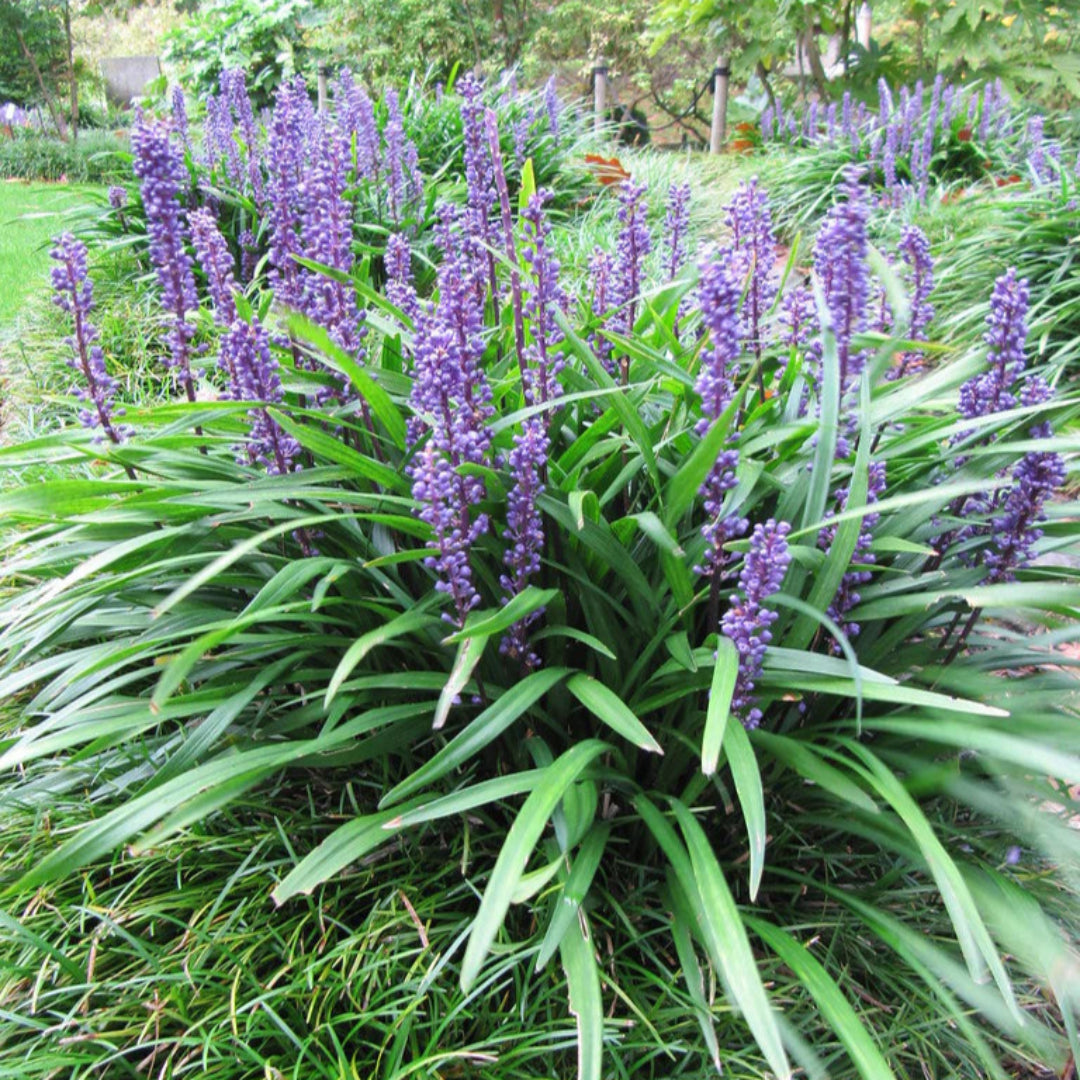 Liriope Muscari &