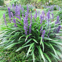 Close view of Royal Purple Lily Turf leaves