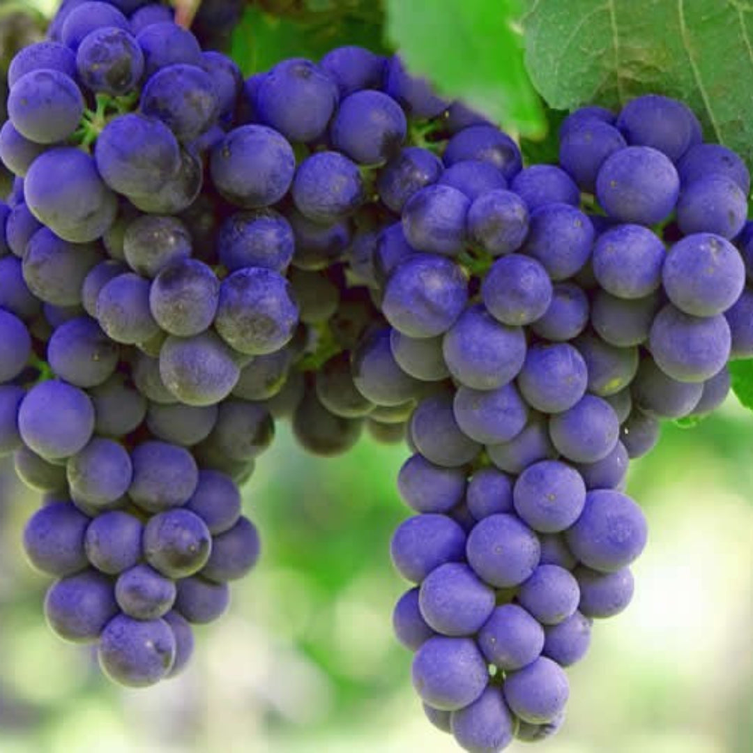 Sunbelt Grape Vine Shrub