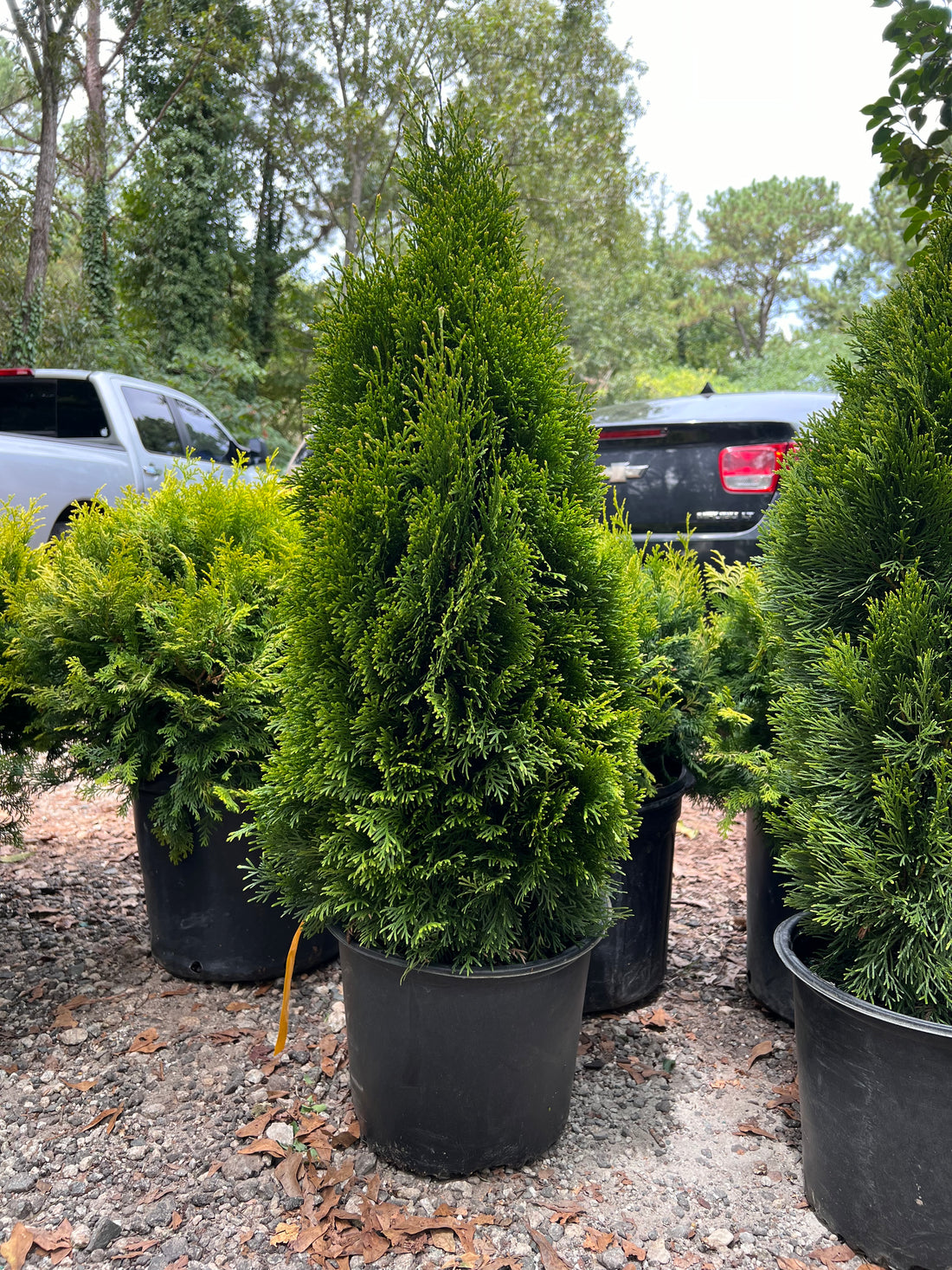 Emerald Green Thuja Arborvitae