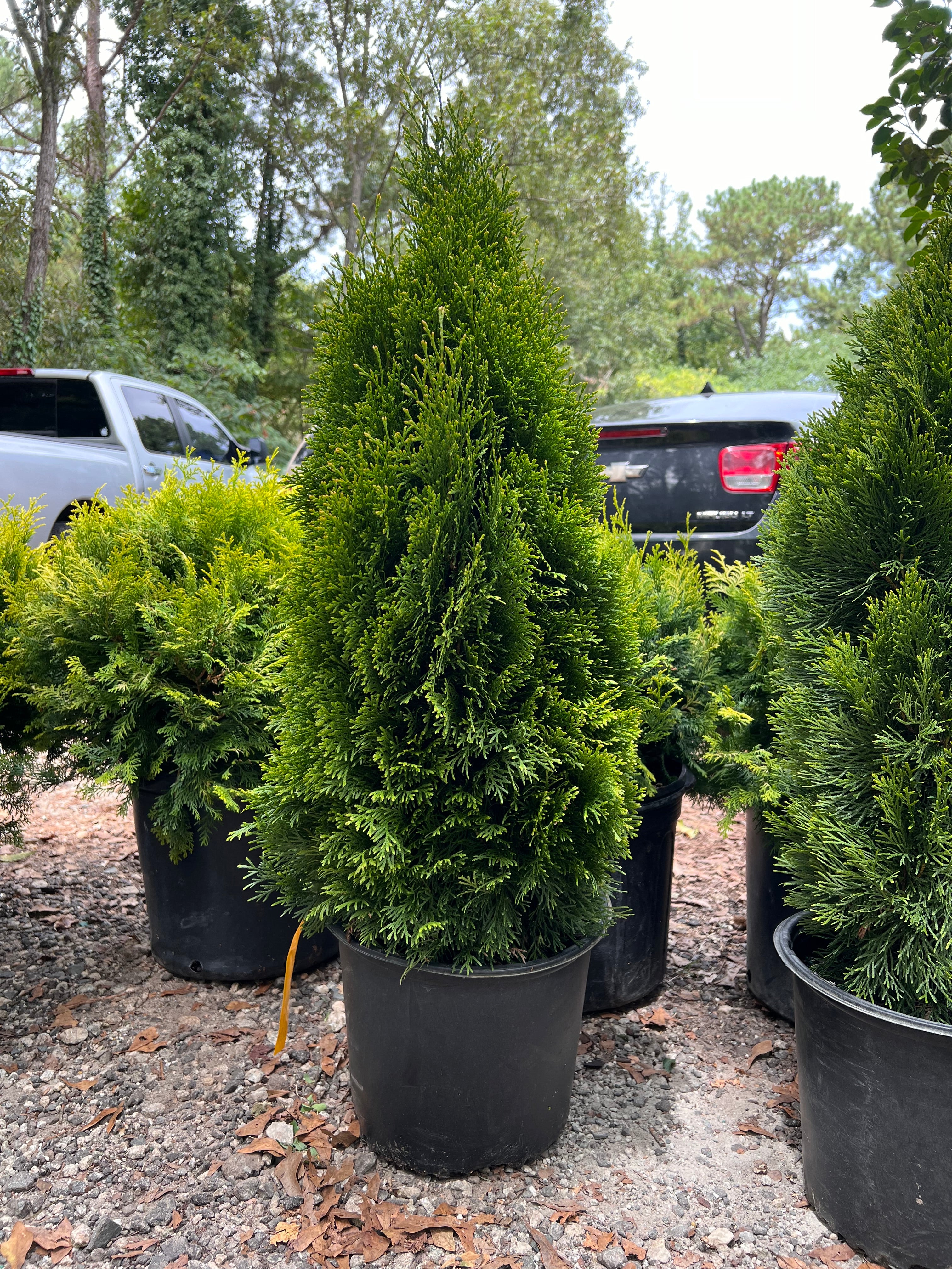 Emerald Green Thuja Arborvitae