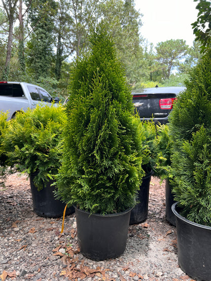 Emerald Green Thuja Arborvitae