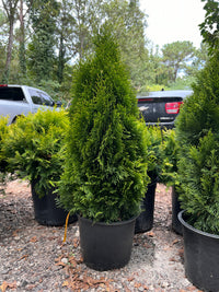Emerald Green Arborvitae Privacy Tree in usa