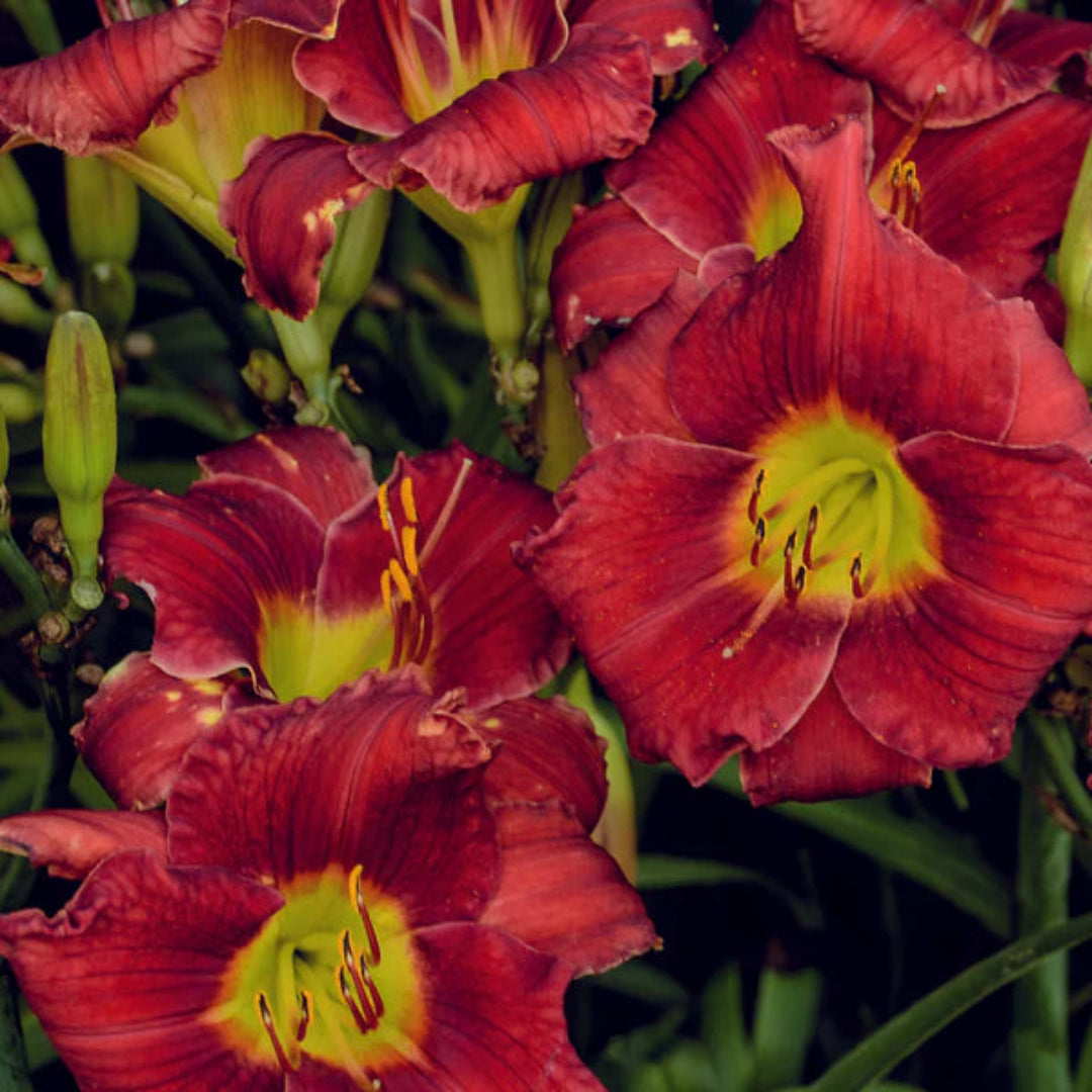 Hemerocallis &