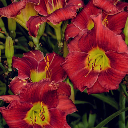 Hemerocallis &