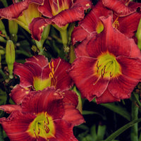 Hemerocallis 'Pardon Me'-Reblooming Daylily