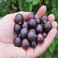 Ripe noble muscadine grapes close up