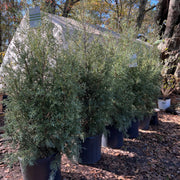 Carolina Sapphire Cypress
