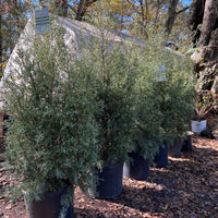 Carolina Sapphire cypress planted in garden bed for year-round greenery