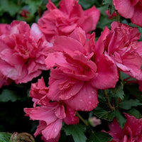 Healthy Lucy Althea Double Rosy Red Tree from Pixies Gardens – ornamental flowering Althea shrub