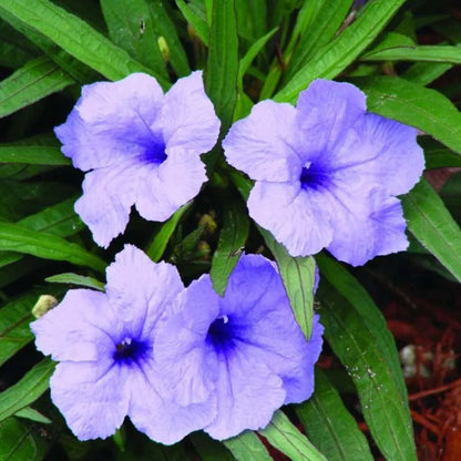 Dwarf Mexican Petunia – Compact Blue