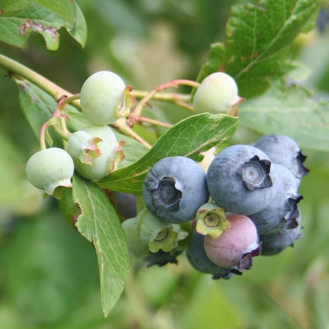 Cutie Pie Dwarf Blueberry Bush