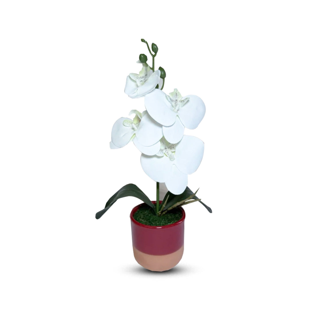 Gorgeous White Mini Orchid In Different Type of Pot - Artificial