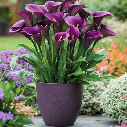 Calla Lily Purple Plant