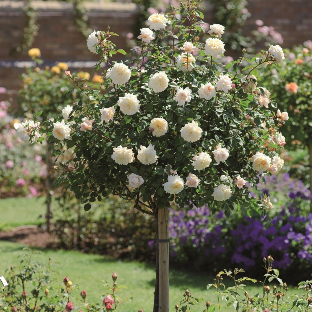 Rosa ‘KORfloci01’ Veranda® Cream Floribunda Rose - Tree Form