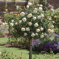 Rosa ‘KORfloci01’ Veranda® Cream Floribunda Rose-Tree Form