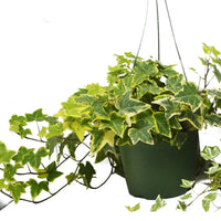 Variegated Ivy Hanging Basket