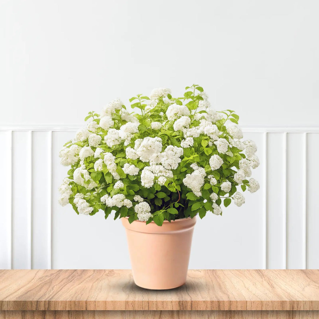 Unique Panicle Hydrangea