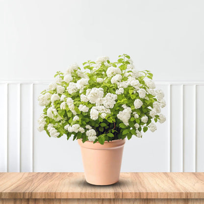 Unique Panicle Hydrangea