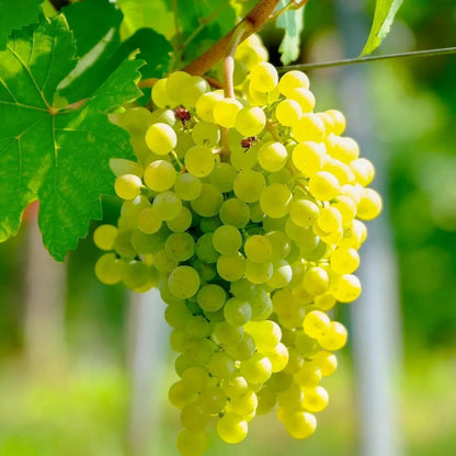 Interlaken Seedless Green Table Grape Vine