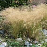 Grass: Nassella (Stipa) Tenuissima 'Pony Tails