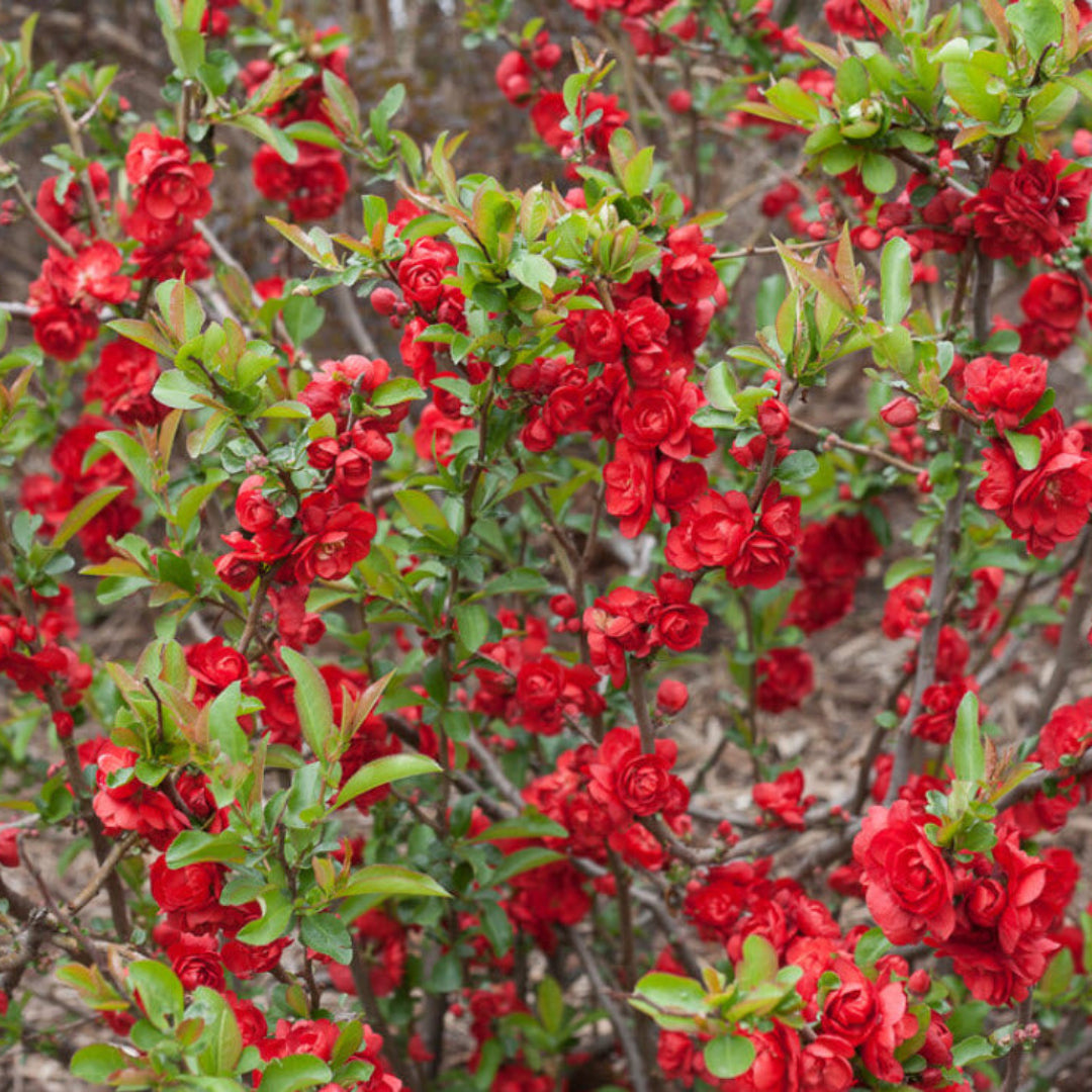 Scarlet Storm Quince