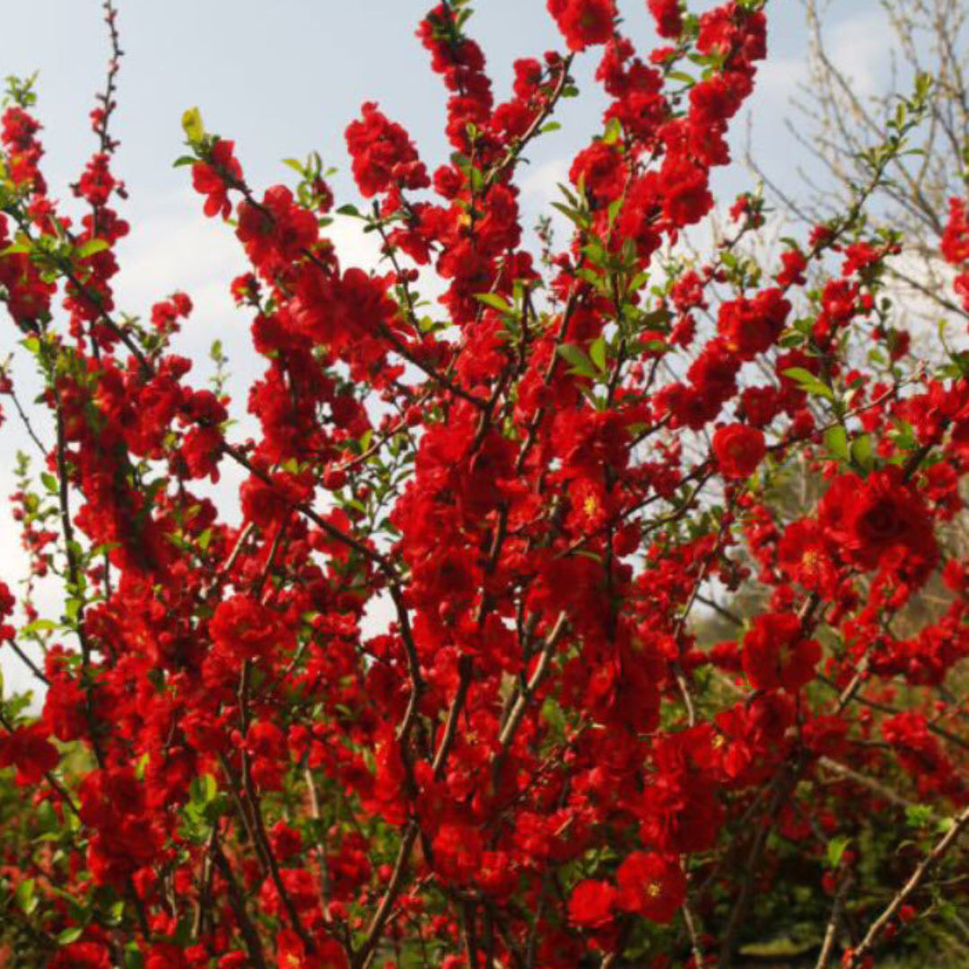 Scarlet Storm Quince