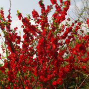 Scarlet Storm Quince