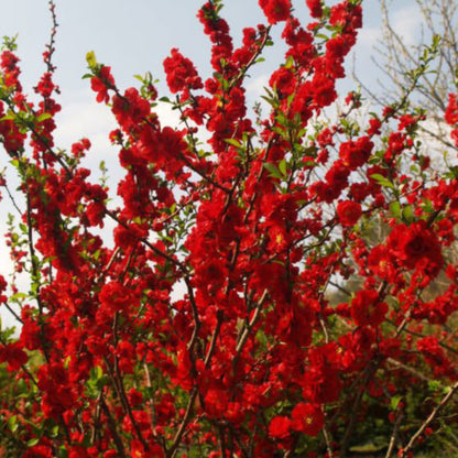 Scarlet Storm Quince