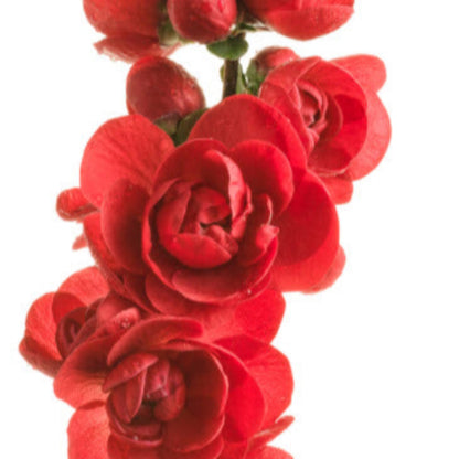 Scarlet Storm Quince