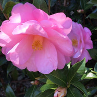 Taylor's perfection Camellia