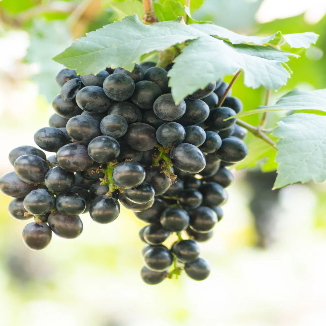 Concord Grape Vine with purple grapes on trellis