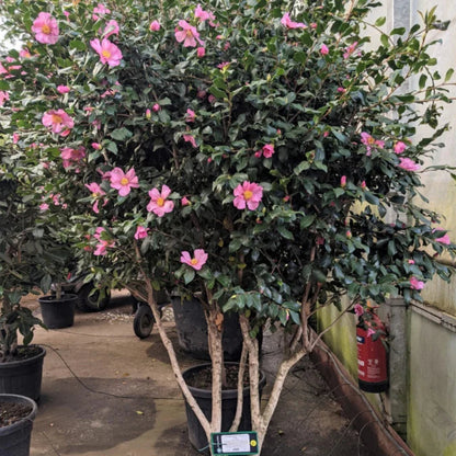 Camellia Sasanqua Cleopatra