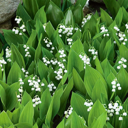 Lily of the Valley fragrant white blooms