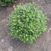 Chicagoland Green Boxwood