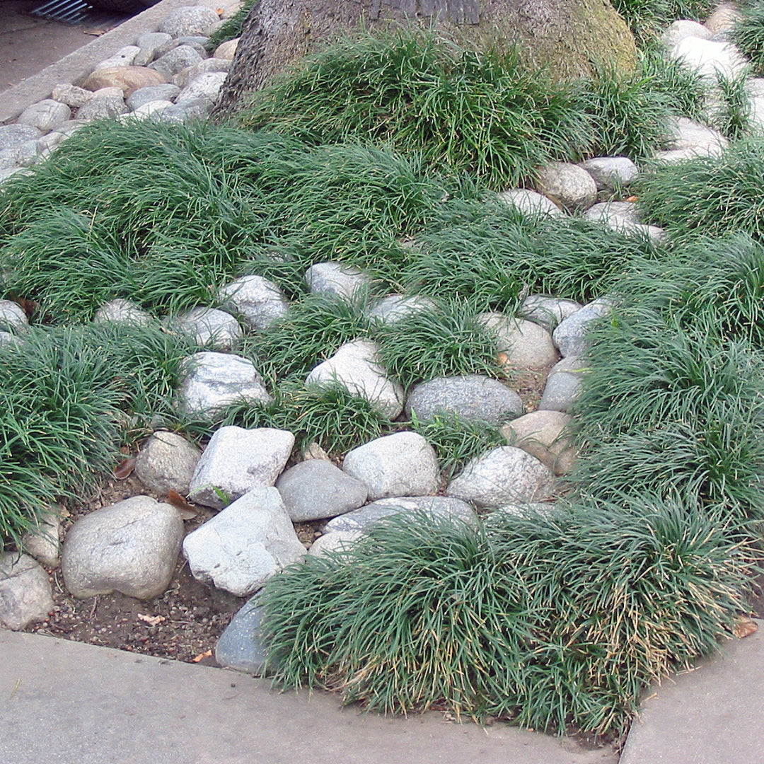 Ophiopogon Japonicus Mondo Grass - [CG]