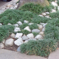 Healthy Mondo Grass leaves and growth