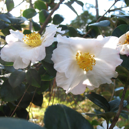 Daydream Camellia