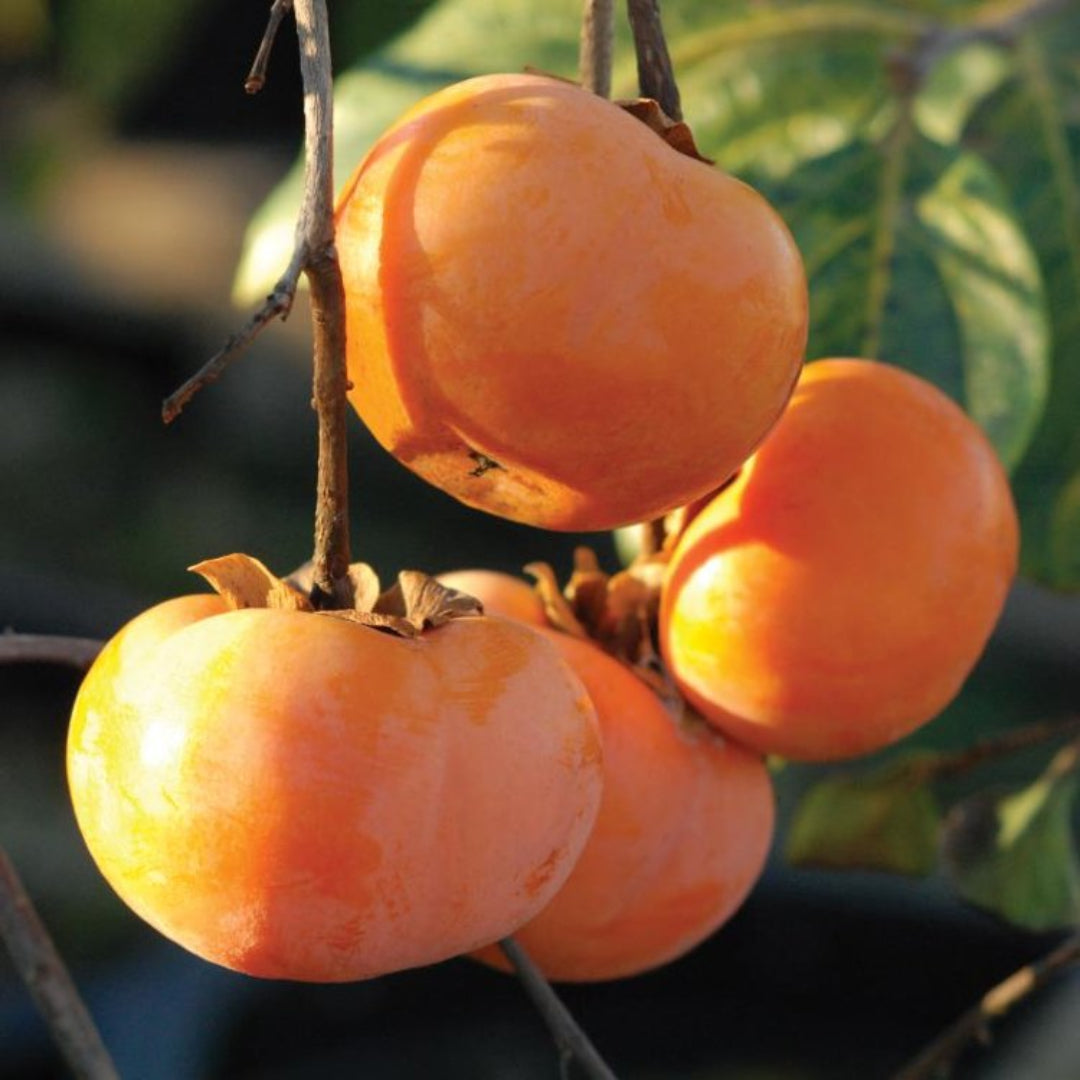 Tanenashi Fuyu Japanese Persimmon