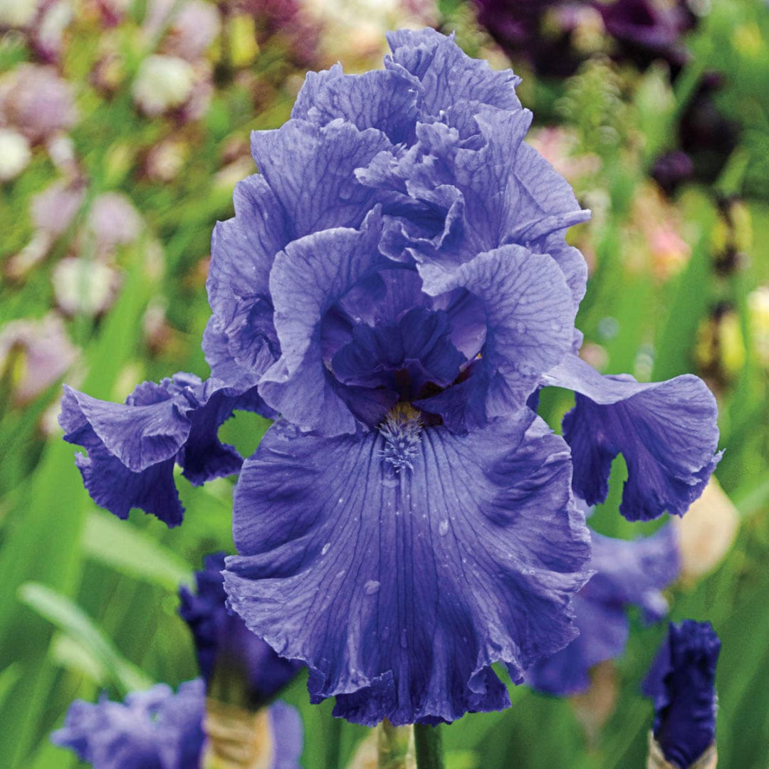 Iris germanica &