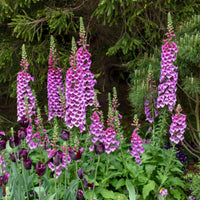 Digitalis purpurea 'Dalmatian Purple' (Foxglove)
