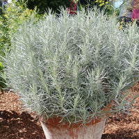 Curry Herb Plant