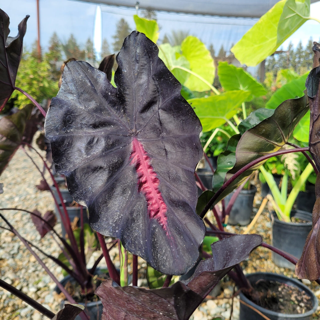 Colocasia ‘Redemption’ | Redemption Elephant Ear