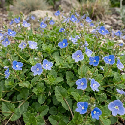 Veronica peduncularis &