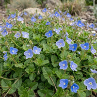 Veronica peduncularis 'Georgia Blue' Speedwell - [EG]